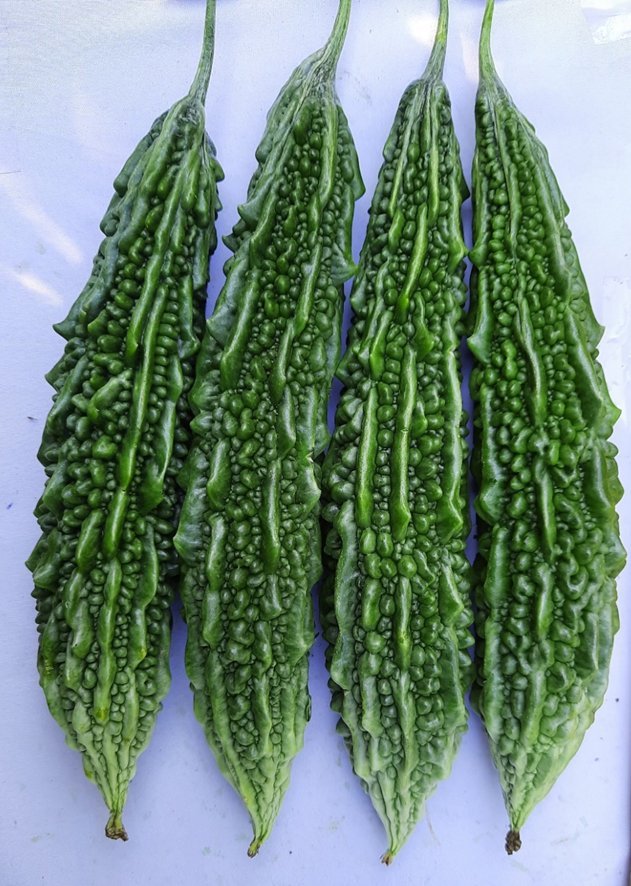 Madonna hybrid bitter gourd