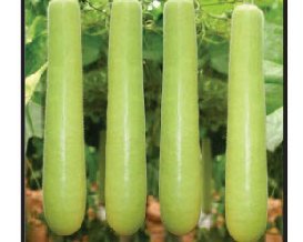 Naina hybrid bottle gourd