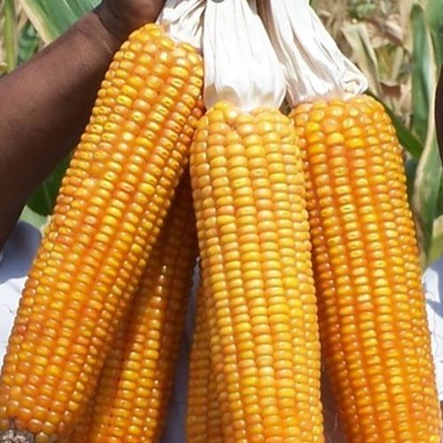 Gajraj Gold maize hybrid