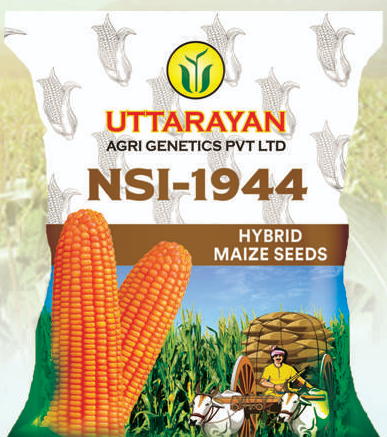 NSI-1944 maize hybrid