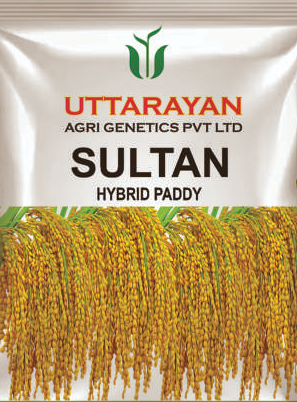 Sultan hybrid paddy