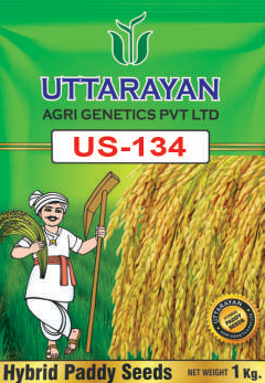 US-134 hybrid paddy