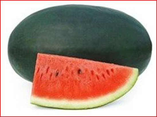 Misty hybrid watermelon