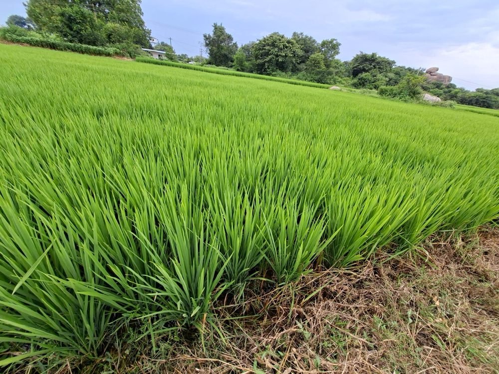 Lush green paddy field under an open sky