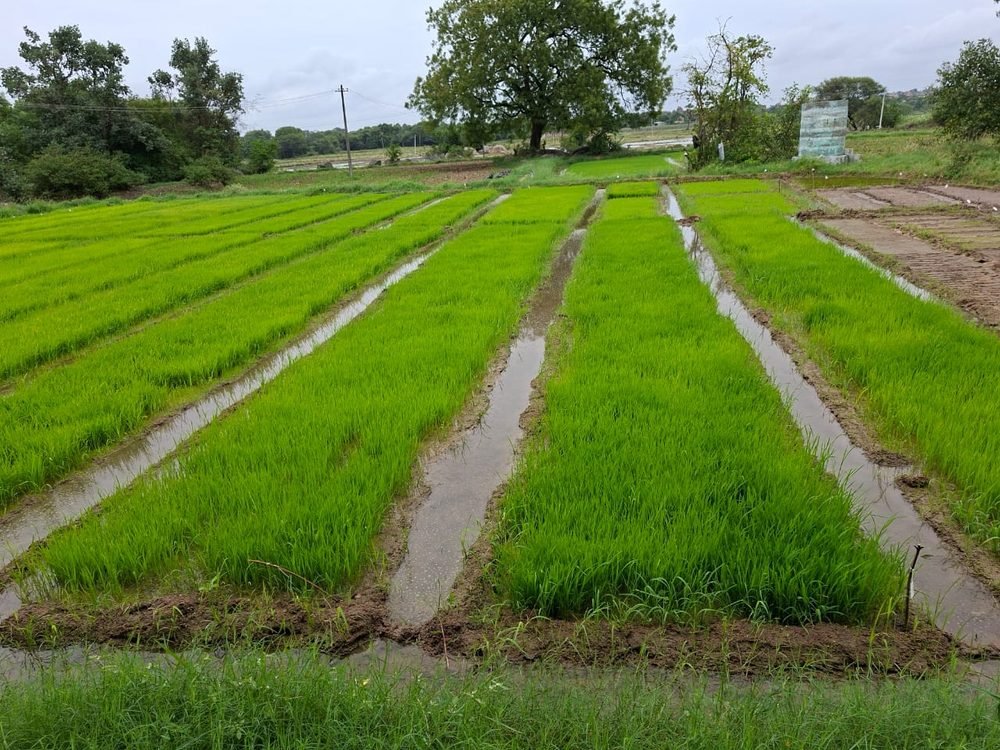 Green paddy nursery beds planted in rows