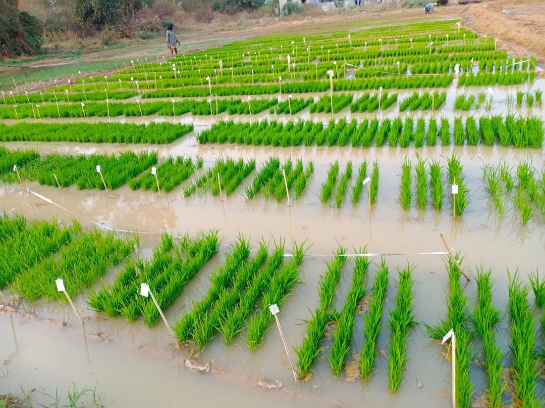 Uttarayan Agri Genetics paddy variety trials, with tagged plots in a flooded field